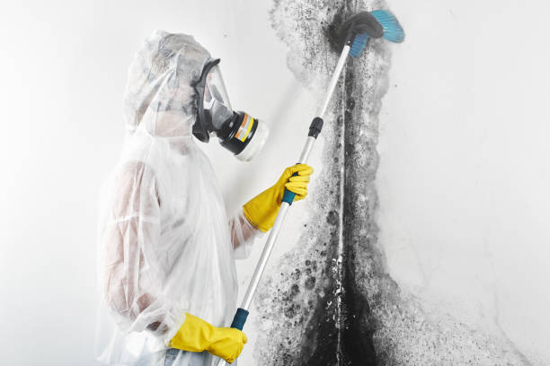 Best Asbestos and Lead Testing During Mold Inspection  in Beach Haven, NJ